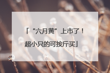 “六月黄”上市了！超小只的可按斤买