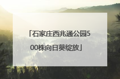 石家庄西兆通公园500株向日葵绽放