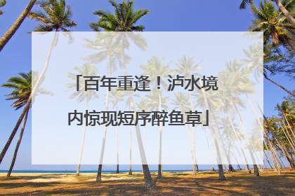 百年重逢！泸水境内惊现短序醉鱼草