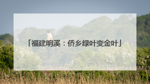 福建明溪：侨乡绿叶变金叶