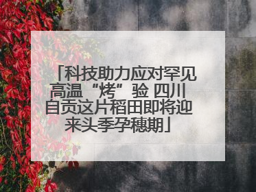 科技助力应对罕见高温“烤”验 四川自贡这片稻田即将迎来头季孕穗期