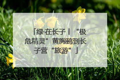 绿·在长子丨“极危精灵”黄胸鹀到长子营“旅游”