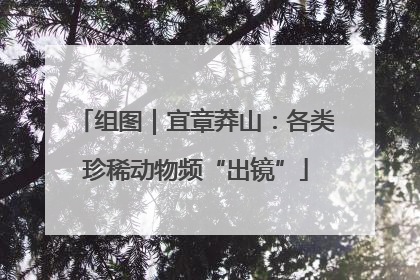组图｜宜章莽山：各类珍稀动物频“出镜”