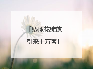 绣球花绽放 引来十万客