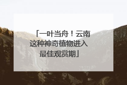 一叶当舟！云南这种神奇植物进入最佳观赏期