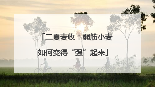 三夏麦收：弱筋小麦如何变得“强”起来