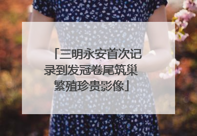 三明永安首次记录到发冠卷尾筑巢繁殖珍贵影像