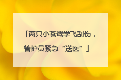 两只小苍鹭学飞刮伤，管护员紧急“送医”