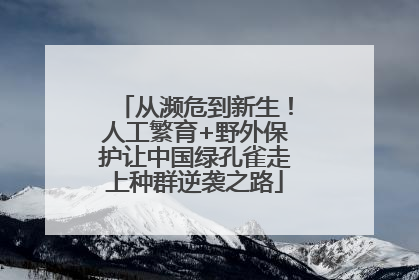 从濒危到新生！人工繁育+野外保护让中国绿孔雀走上种群逆袭之路