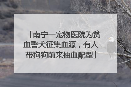 南宁一宠物医院为贫血警犬征集血源，有人带狗狗前来抽血配型