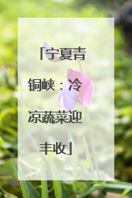 宁夏青铜峡：冷凉蔬菜迎丰收