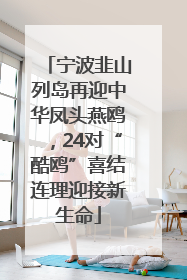 宁波韭山列岛再迎中华凤头燕鸥，24对“酷鸥”喜结连理迎接新生命