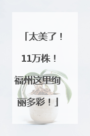 太美了！11万株！福州这里绚丽多彩！