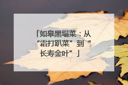 如皋黑塌菜：从“霜打趴菜”到“长寿金叶”