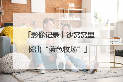 影像记录丨沙窝窝里长出“蓝色牧场”