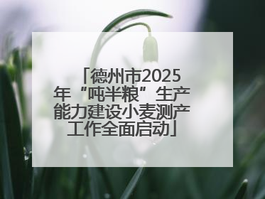 德州市2025年“吨半粮”生产能力建设小麦测产工作全面启动