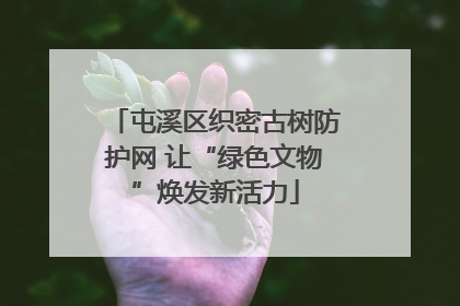 屯溪区织密古树防护网 让“绿色文物”焕发新活力