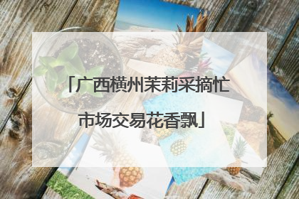 广西横州茉莉采摘忙 市场交易花香飘