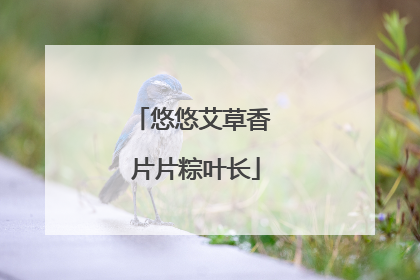 悠悠艾草香 片片粽叶长