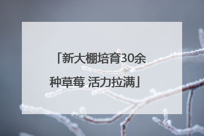 新大棚培育30余种草莓 活力拉满
