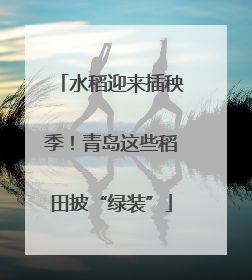 水稻迎来插秧季！青岛这些稻田披“绿装”