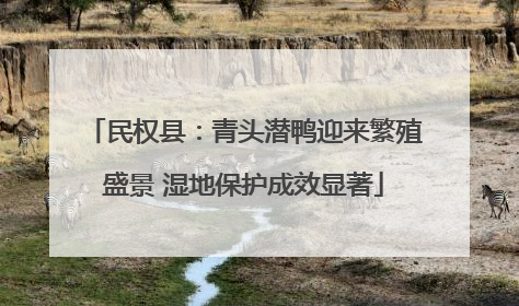 民权县：青头潜鸭迎来繁殖盛景 湿地保护成效显著