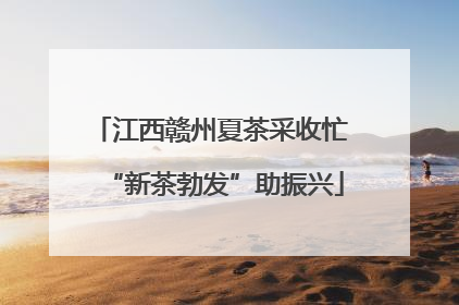 江西赣州夏茶采收忙 “新茶勃发”助振兴