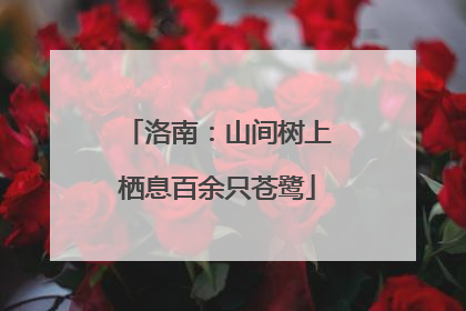 洛南：山间树上栖息百余只苍鹭