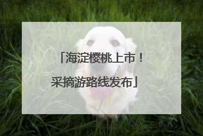 海淀樱桃上市！采摘游路线发布