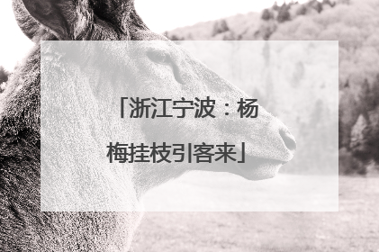 浙江宁波：杨梅挂枝引客来