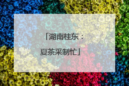 湖南桂东：夏茶采制忙