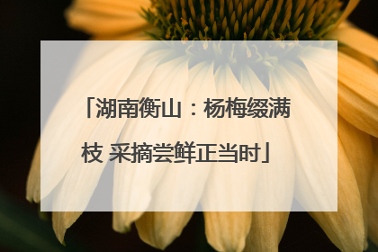 湖南衡山：杨梅缀满枝 采摘尝鲜正当时