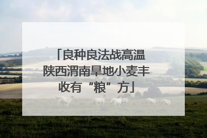 良种良法战高温 陕西渭南旱地小麦丰收有“粮”方