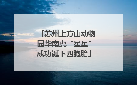 苏州上方山动物园华南虎“星星”成功诞下四胞胎