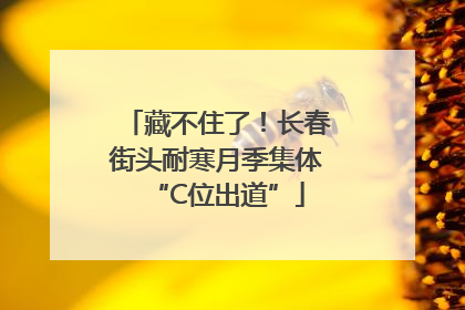 藏不住了！长春街头耐寒月季集体“C位出道”