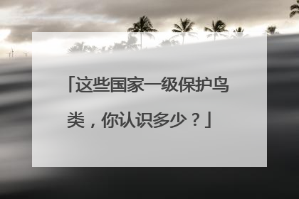 这些国家一级保护鸟类，你认识多少？