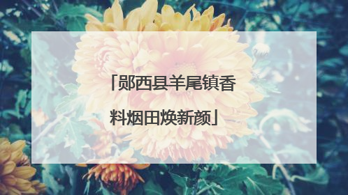 郧西县羊尾镇香料烟田焕新颜