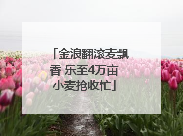 金浪翻滚麦飘香 乐至4万亩小麦抢收忙