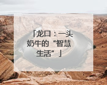 龙口：一头奶牛的“智慧生活”
