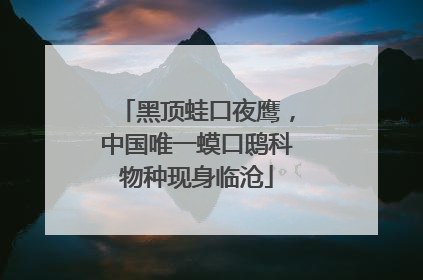 黑顶蛙口夜鹰，中国唯一蟆口鸱科物种现身临沧
